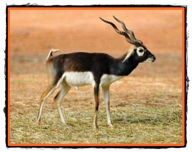 Antilopa indiana
